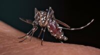 Expert-backed tips to avoid mosquito bites... as deadly conditions carried by insects surge
