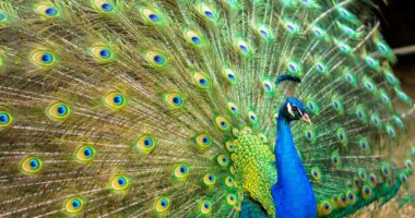 Florida man kills, eats pet peacocks after argument with neighborhood