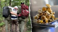 Four hikers on psychedelic mushrooms rescued in popular mountain destination