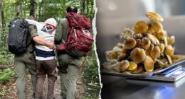 Four hikers on psychedelic mushrooms rescued in popular mountain destination