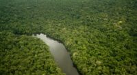 Giant trees of the Amazon get taller as forests fatten up on carbon dioxide