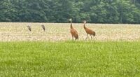 Giant ‘dancing’ birds most seen in these 5 Ohio counties