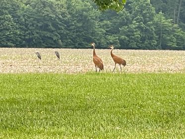 Giant ‘dancing’ birds most seen in these 5 Ohio counties