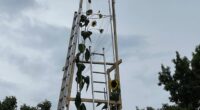 Guinness makes it official: Fort Wayne is home to the world's tallest sunflower