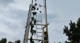 Guinness makes it official: Fort Wayne is home to the world's tallest sunflower