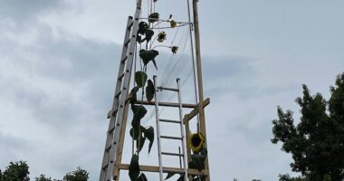 Guinness makes it official: Fort Wayne is home to the world's tallest sunflower