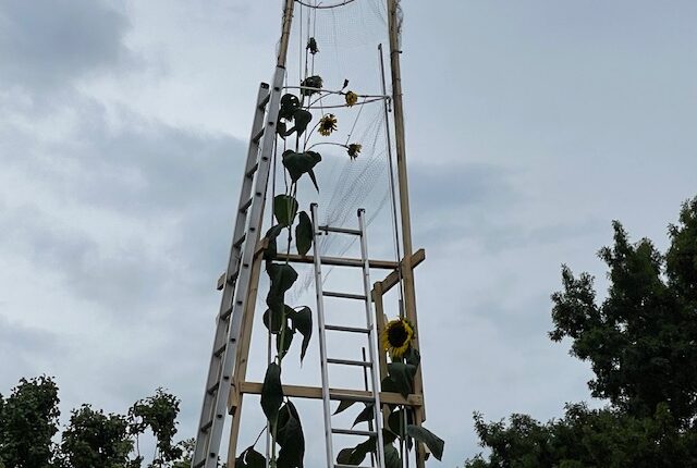 Guinness makes it official: Fort Wayne is home to the world's tallest sunflower