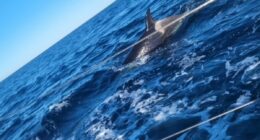 I was attacked by orcas - they left my boat with £15,000 of damage