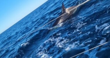 I was attacked by orcas - they left my boat with £15,000 of damage