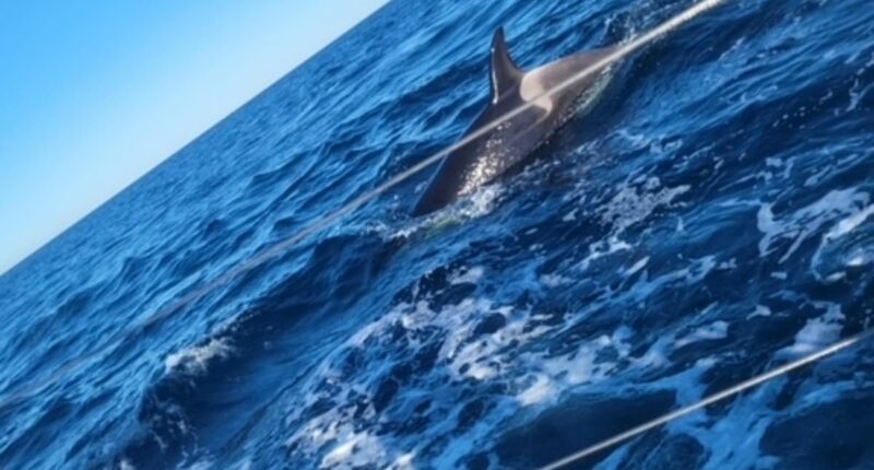 I was attacked by orcas - they left my boat with £15,000 of damage