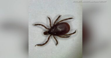 Illinois could be facing 'tick invasion,' experts warn of possible increase in Lyme disease
