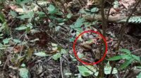 Image taken by Alabama hiker shows huge rattlesnake hiding