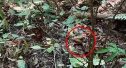 Image taken by Alabama hiker shows huge rattlesnake hiding