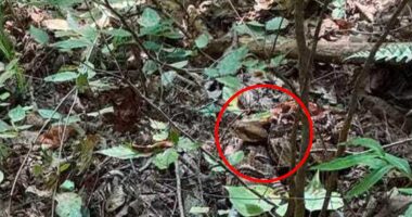 Image taken by Alabama hiker shows huge rattlesnake hiding