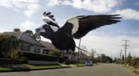 Magpies usually swoop to ward of threats to their chicks. Note, this is not the magpie in question.