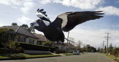 Magpies usually swoop to ward of threats to their chicks. Note, this is not the magpie in question.