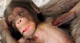 L.A. Zoo celebrates the birth of two chimpanzees
