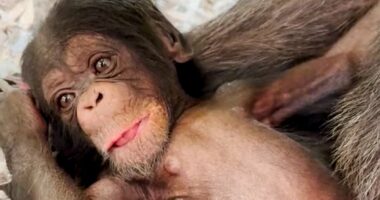 L.A. Zoo celebrates the birth of two chimpanzees