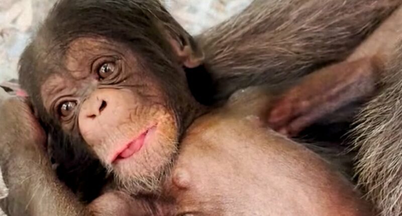 L.A. Zoo celebrates the birth of two chimpanzees
