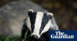 Labour could end badger cull but only with Covid-style testing and vaccines – report