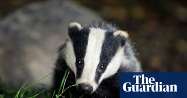 Labour could end badger cull but only with Covid-style testing and vaccines – report
