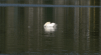 Lakeland gets nearly $1 million grant to improve water quality at Lake Morton