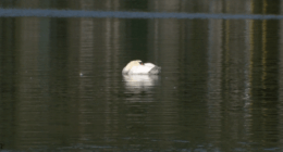 Lakeland gets nearly $1 million grant to improve water quality at Lake Morton