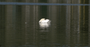 Lakeland gets nearly $1 million grant to improve water quality at Lake Morton