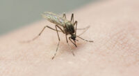 Livingston Co. mosquitoes test positive for West Nile, first this year