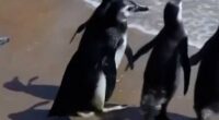 Magellanic penguins released back to the sea in Uruguay