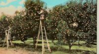 Mandarin used to have 25,000 orange trees. Now it's helping Florida's troubled citrus industry