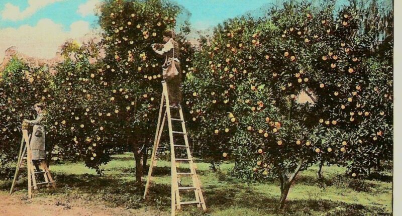 Mandarin used to have 25,000 orange trees. Now it's helping Florida's troubled citrus industry