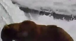 Meet the contenders of Alaska's Fat Bear Week