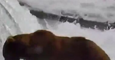 Meet the contenders of Alaska's Fat Bear Week