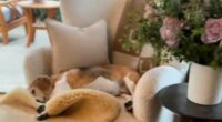 Meghan Markle shares a rare glimpse inside her $14million mansion's living room - complete with royal nod, $2,000 Hermès throw and a 'hint at new product'