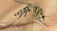 Menard County records batches of mosquitoes positive for West Nile Virus