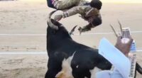 Moment matador is horrifically gored by bull in Madrid