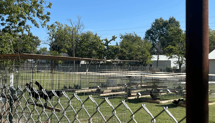 Neighbors frustrated with dozens of roosters in Oklahoma backyard