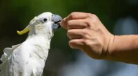 Nest boxes help endangered cockatoos find homes in urban Hong Kong