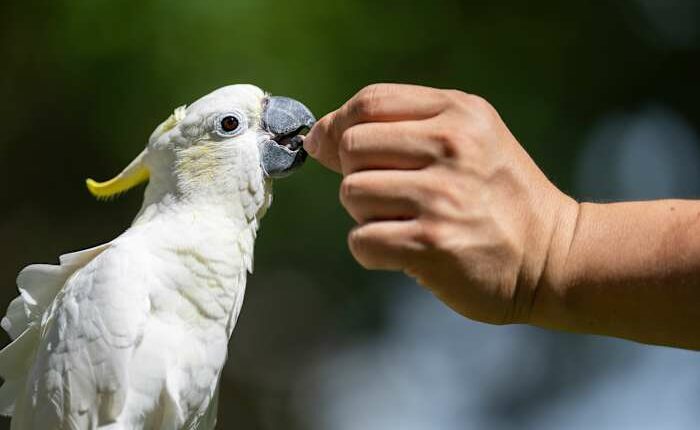 Nest boxes help endangered cockatoos find homes in urban Hong Kong