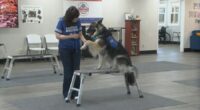 New medical training room helping dogs in Decatur