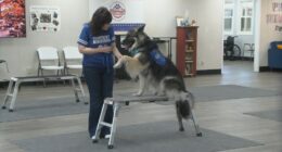 New medical training room helping dogs in Decatur
