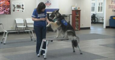 New medical training room helping dogs in Decatur