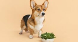Now even DOGS are being told to go vegan