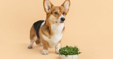 Now even DOGS are being told to go vegan