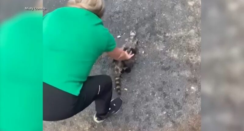 Nurse revives drunk raccoon found in dumpster with CPR