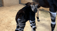 Oklahoma City Zoo celebrates birth of endangered okapi calf