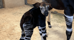Oklahoma City Zoo celebrates birth of endangered okapi calf