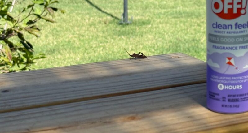 photo of bug