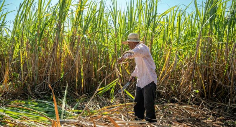 Organic food prices could soar as US imposes import restrictions and new tariffs on specialty sugar